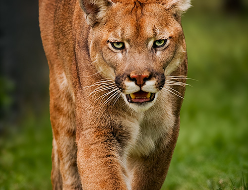 Cougar spotted swimming off Vancouver Island