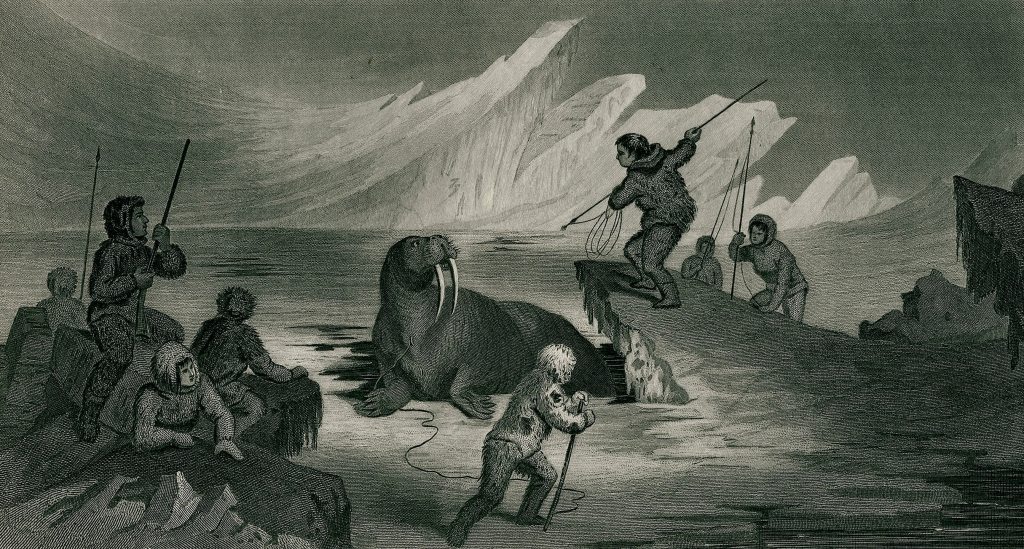 Walrus_hunting