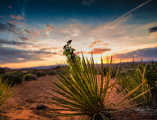 Grand Canyon – Agave: