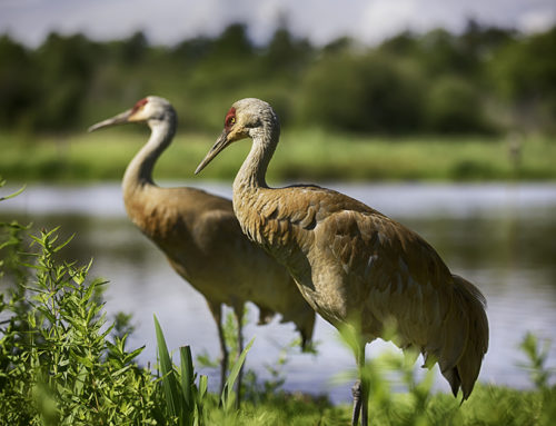 1st Photo Walk Tour- George C. Reifel Migratory Bird Sanctuary